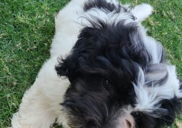 Havanese puppy