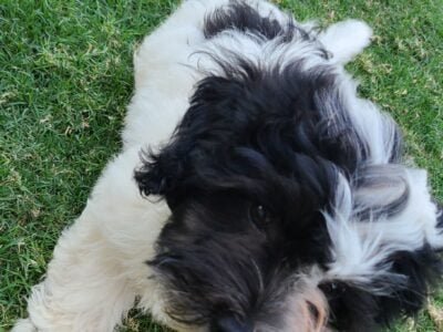 Havanese puppy