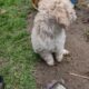 Maltipoo puppies