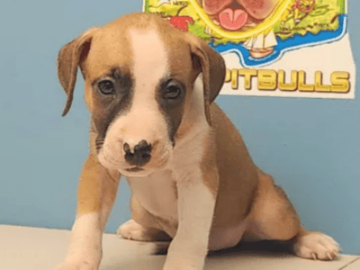 Pit bull puppies!