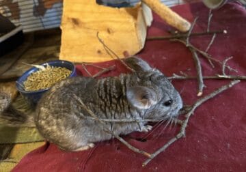 Chinchillas (vary in age/gender)