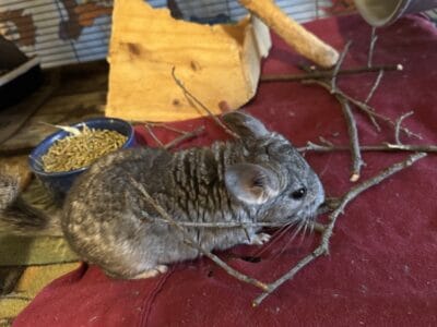 Chinchillas (vary in age/gender)