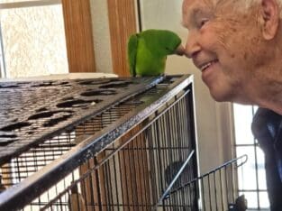 Pair of loving Conures with cage and mating box