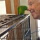 Pair of loving Conures with cage and mating box