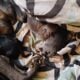 American Staffordshire bull terrier puppies availa