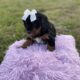 Bernedoodle Puppies