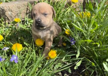 Female puppy #4