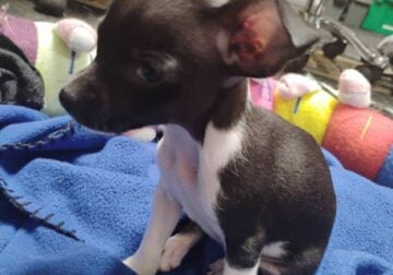 Deer Head Chihuahua