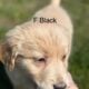 Great Pyrenees/Golden retriever puppies