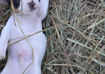 Rat terriers
