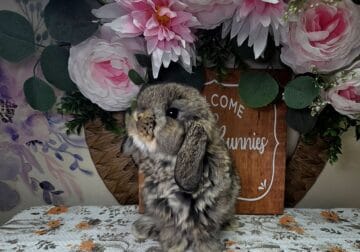 Chesnut girl Holland lop