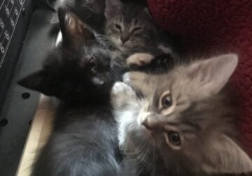 Kittens 11 weeks