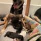 Litter of 8 Australian Shepard/ red heelers