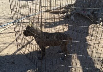 Canecorso