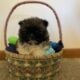 Shih Tzu puppies