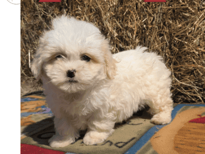 Lady (Teddy Bear)