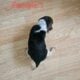 Female Beagle Puppies