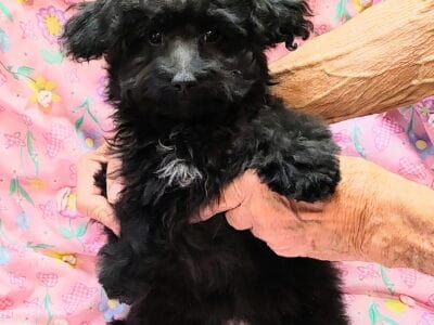 Pawsative, Maltipoo/Toy Aussie,.female