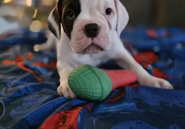 American bulldog puppies