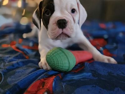 American bulldog puppies