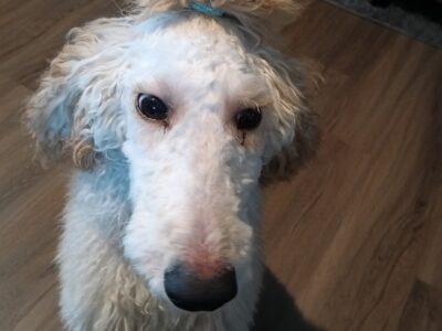 Standard poodle