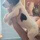 Great dane euro line puppies