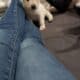 Labrador Retriever Puppies