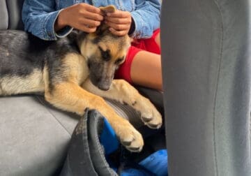 German Shepherd puppy for sale