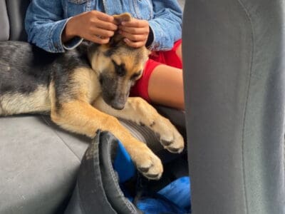 German Shepherd puppy for sale