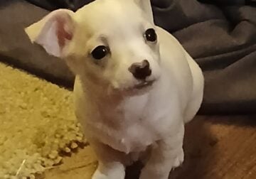 Chihuahua puppy love