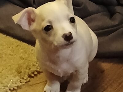 Chihuahua puppy love