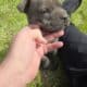 American Bulldog German Shepard puppies