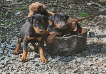 Female Doberman puppies