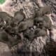Havanese Puppies