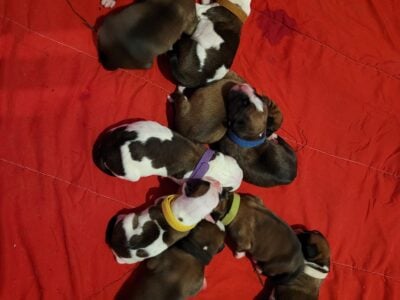 Boxer puppies