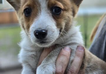 Pembroke Welsh Corgi