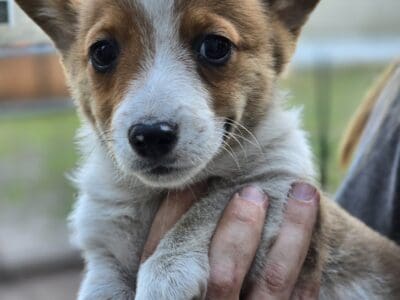 Pembroke Welsh Corgi