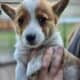 Pembroke Welsh Corgi