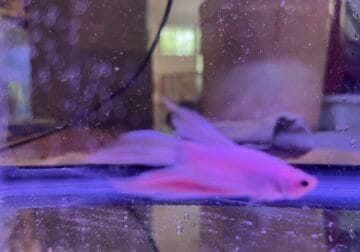 Adult male healthy white betta fish