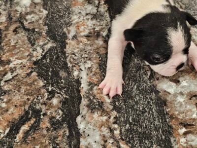Bugg puppies