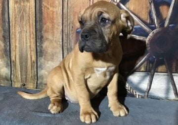Dogue de Bordeaux French Mastiff 12 weeks female