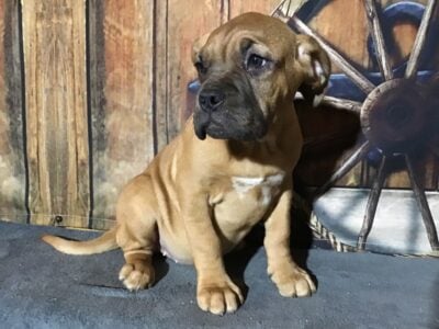 Dogue de Bordeaux French Mastiff black mask female