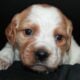 AKC French Brittanys