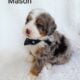 Mini Bernedoodle Mason