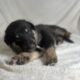 Shollie puppies