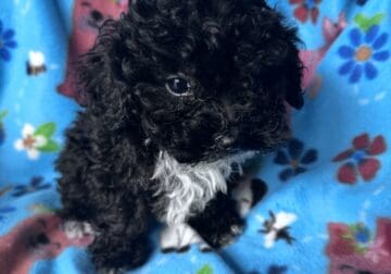 CKC Toy Poodles and Cavapoos