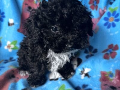 CKC Toy Poodles and Cavapoos