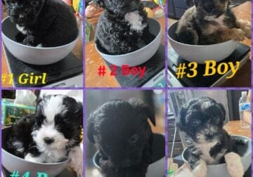 Super cute Designer puppies up for Rehome/adoption