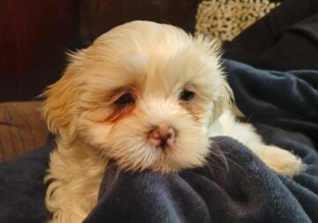 Mal-Shi sweet Babies ready for their Forever Home.