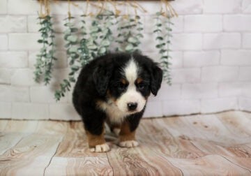 🐾 MEET DEAR – LOVABLE BERNESE MOUNTAIN DOG FEMALE